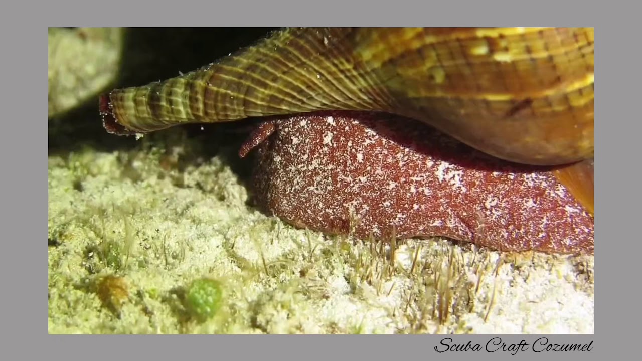 UNA CONCHA QUE SE MUEVE!!  😱🤯😱