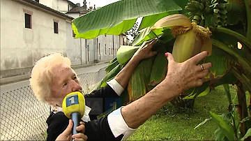 Dove si coltivano le banane in Italia?
