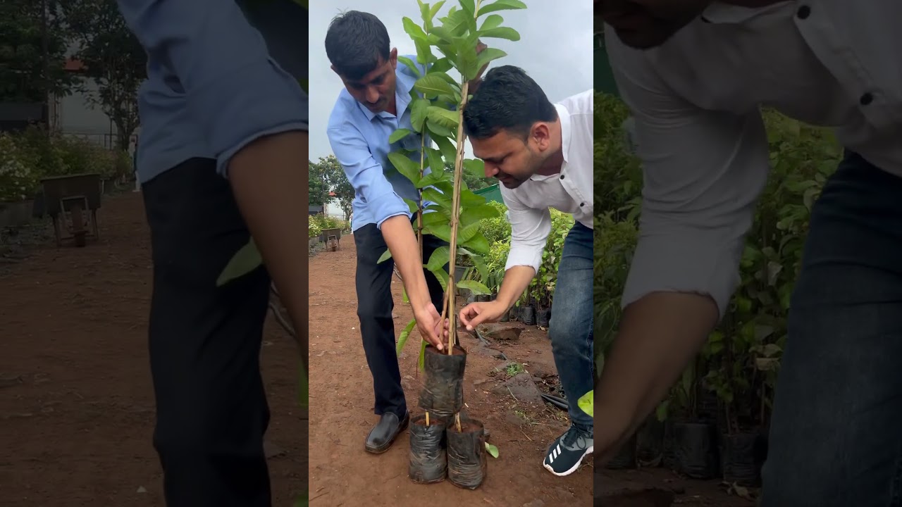 "पेरूच्या खास 3 जाती: लखनौ, ब्लॅक डायमंड आणि थाय 7 ची थोडक्यात ओळख" 