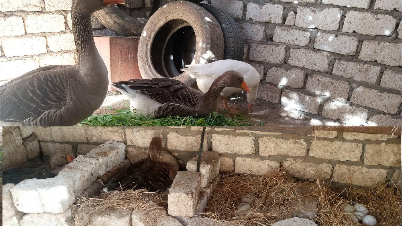 ازاي اعرف الوزه خلصت بيض وهترقد ،وزيتين بيبيضوا مع بعض افصل بينهم ازاي وعدد البيض اللي هحطه تحت الوز