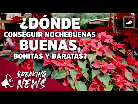 ¿Dónde conseguir nochebuenas buenas, bonitas y baratas?