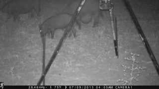 Feral Hogs In Texas. One Has A Bizarre Growth On Its Belly.
