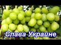 Самый востребованный сорт винограда 2020 года. Слава Украине на 25.08.2020