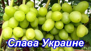 Самый востребованный сорт винограда 2020 года. Слава Украине на 25.08.2020