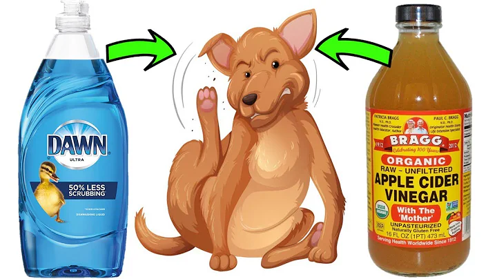 Flea control made easy: Dawn Dish Soap and Vinegar hack