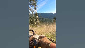 Things to keep on mind. #mitchzenobitrees #logging #logger #lumberjack #timberfaller #stihl #shorts