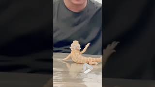 Lizard mimics owner's gesture || Viral Video UK