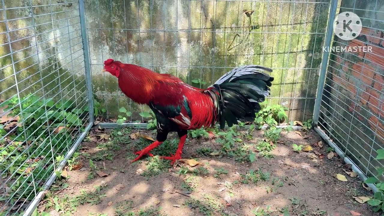 ngày 7 tháng 2, 2026