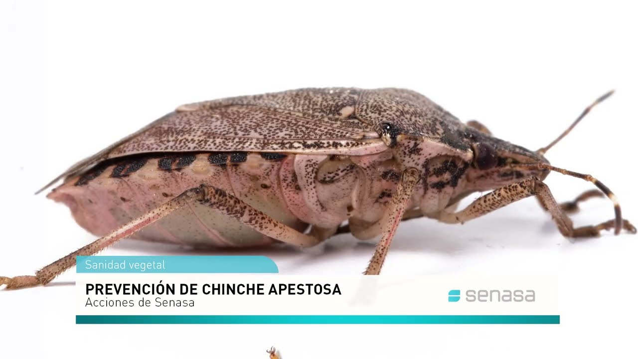 anatom-a-de-una-chinche-apestosa