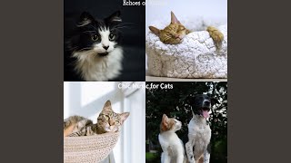 Understated Music for Calming Your Cat