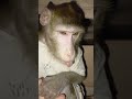 Как мы любим одеваться и играем по утрам #макака #monkey #petmonkey #macaque