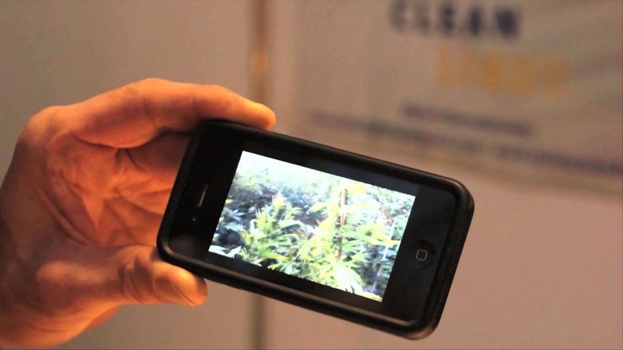 Хорхе Сервантес берет интервью у «Serious Seeds» @ Cultiva