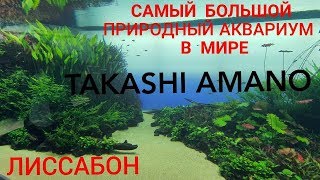 Лиссабонский природный аквариум TAKASHI AMANO. [Merlin] Altafonte Music Distribution