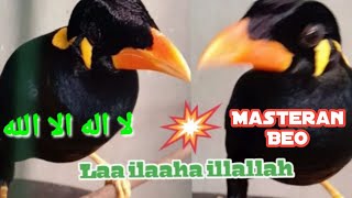 BEO Agar Bisa Bicara LAA ILAAHA ILLALLAH  (لا إله إلا الله) dengan ini Masterannya