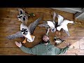 Waterfowl Taxidermy Collection!