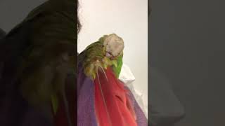Parrot Farts Loudly