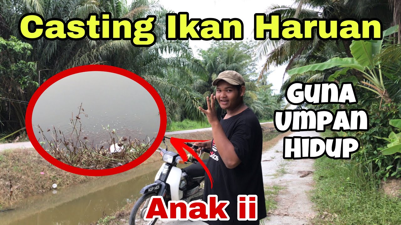 Aku Casting Ikan Haruan Guna Umpan Hidup (Jumpa 4 Tompok Anak ii Satu