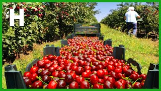 Amazing Cherry Farming - Cherries Harvested by Hand and By Machine - Cherry Processing In Factory