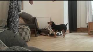 Roll Up Roll Up Starring Marley The Cat & Wilma The Jag Terrier