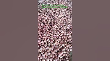 #Export Quality & Average Quality onion Supplier | Onion exporters|onion Wholesalers |onion traders