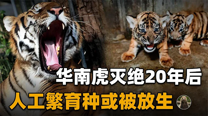 兩隻華南虎已能野外捕食，廣東計劃「放虎歸山」，就不怕傷人？ - 天天要聞