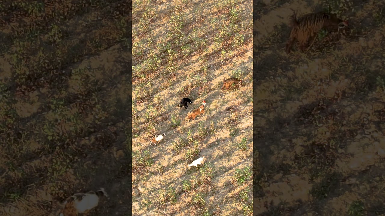 Flying Over Cotton Fields and Animals | Stunning Aerial Drone Footage