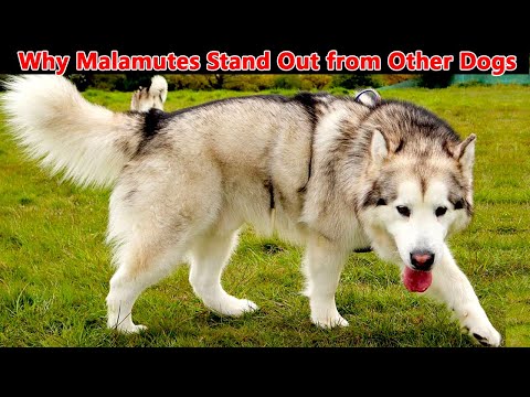 6 WAYS ALASKAN MALAMUTES DOGS ARE DIFFERENT FROM OTHER DOGS || Malamute Myths Debunked