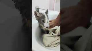 Arctic Fox Baby Playing #fox #animalshorts #animalover #shorts #shortvideo