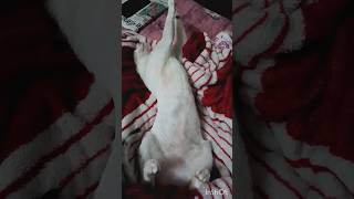 funny sleeping ????shortscatsmeowshortsfeed