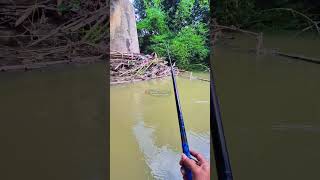 Strike Bader/Tawes babon penghuni bawah jembatan. #fishing #mancing #umpanjitu #shorts