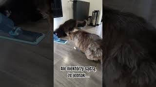 Noworoczne porządki 😹#cat #koty #mainecoon #dc #nowyrok