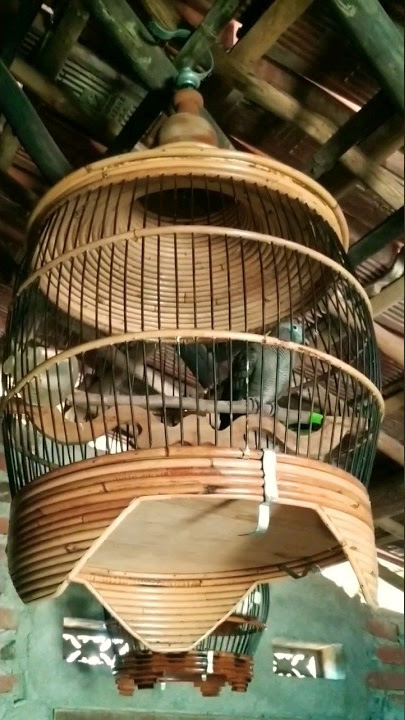 Suara Super Kung Perkutut Majapahit Disambar Suara Super Klar Lokal Alam #perkututgacor #feedshorts