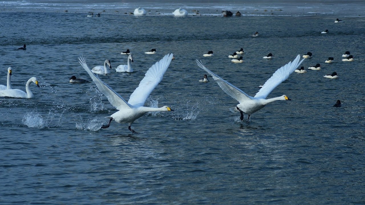 Whooper swans arrive in northwest China wetland
