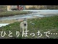 人間が大好きなのに、「ひとりぼっち」だった子犬。保護され、たくさんの友達が出来ました。