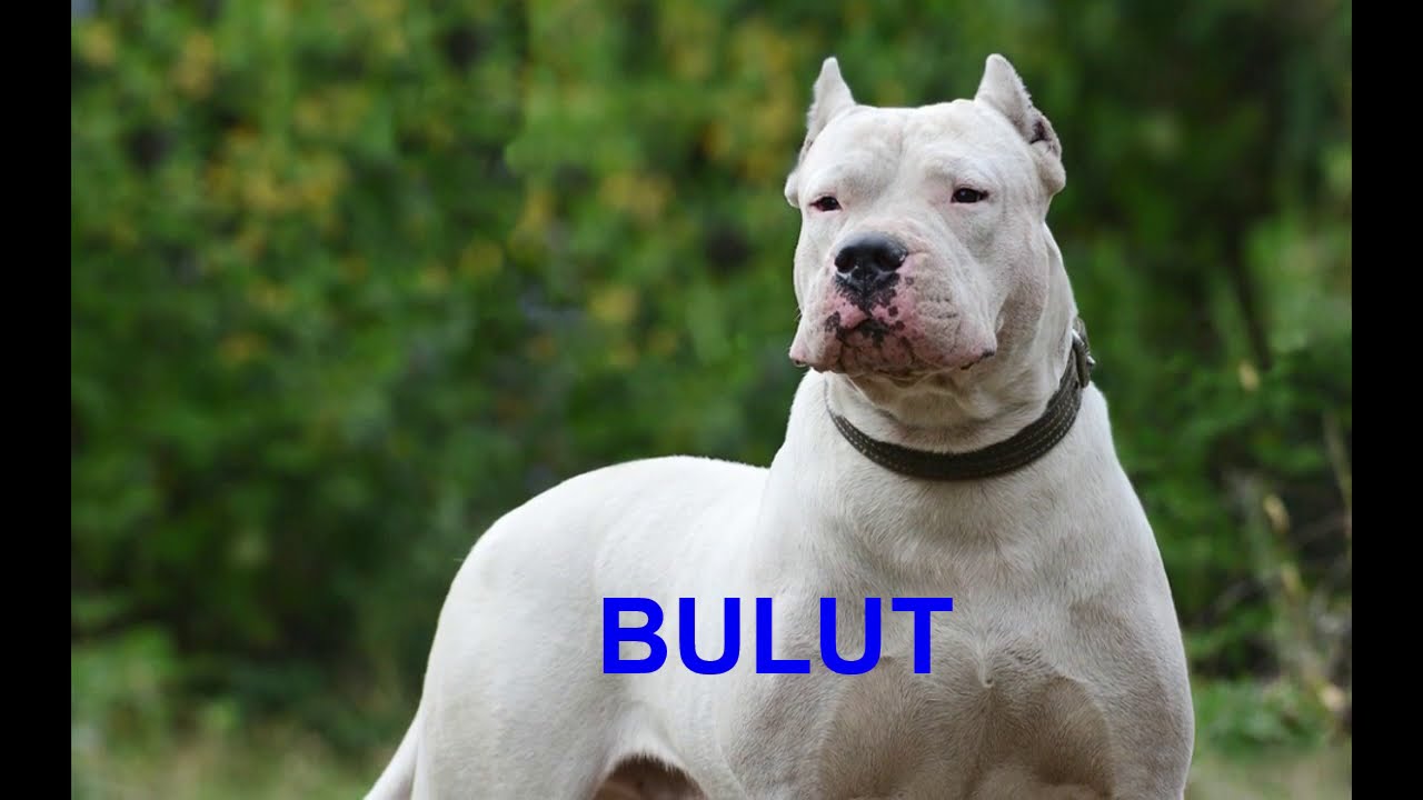 ERKEK KÖPEK İSİMLERİ YouTube