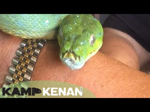 Green Tree Pythons LIVE with Tom Crutchfield