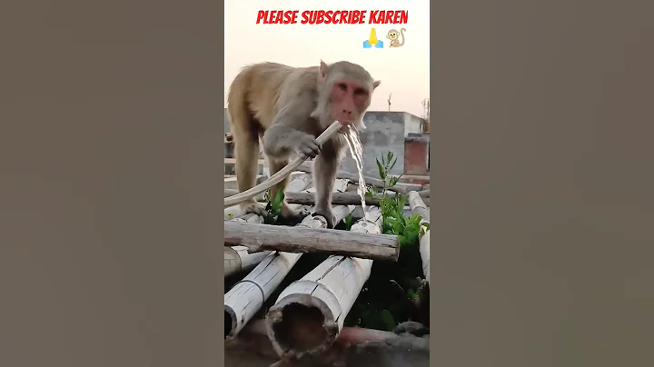 #shorts #ytshorts #funny #monkey #bandar #kalua #shortsfeed #comedy #viralshorts