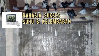 THE SECRET TO SUCCESS || IDEAL TEMPERATURE AND HUMIDITY IN A SWALLOW HOUSE (RBW)