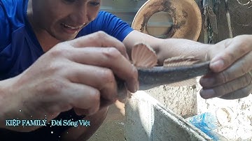 #162 Sinh tồn giữa Rừng sác,rừng ngập mặn,bẫy cá thòi lòi bằng chai nước khoáng giữa sình lầy.