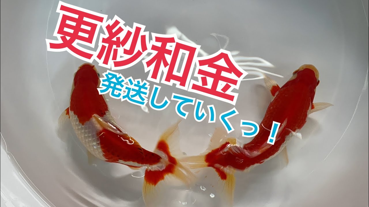 金魚 ここまで立派か 上物 更紗和金を発送していくっ Youtube