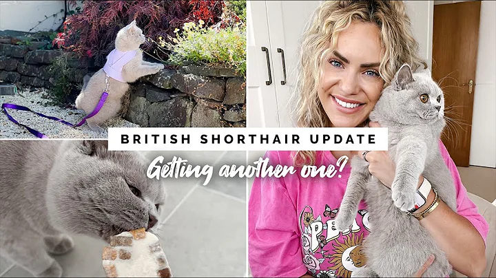 10 MONTH BRITISH SHORTHAIR UPDATE | GETTING A SECO...
