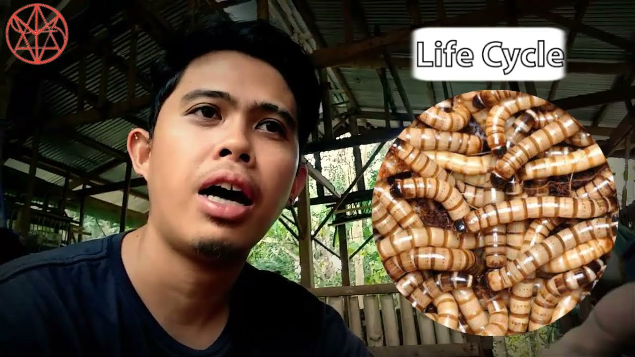 SUPER WORMS - LIFE CYCLE OF DARKLING BEETLE 