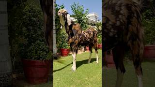 🦅New One❤️#goatlover #shopvideo #shortsviral #keepsupporting💪#subscribemychannel 🔔