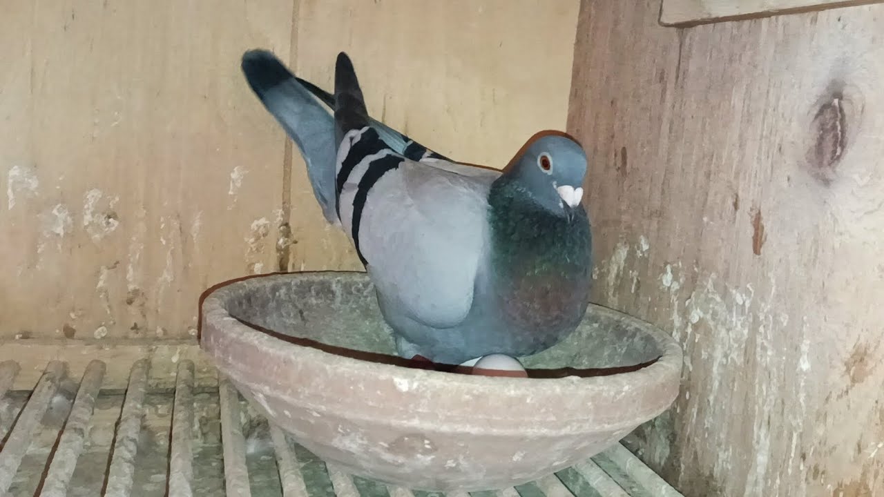 مفاجاه 29000 من #العناني مجموعه زاجل مستويات محترمه ومجموعه بلدي بسعر ...