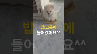 밥그릇에들간별이#시고르자브종#말티즈#강아지인터뷰#포메라니안  #강아지쇼츠  #강아지분양#강아지일상 #귀여운강아지#puppy #ai강아지#먹방#강아지먹방#포메목욕#강아지목욕