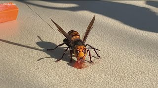 First Asian giant hornet nest in U.S. found in Washington State