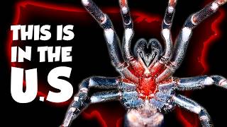 The Forgotten Giant Spiders Of The Us