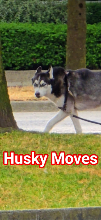 Husky leaving it all up to you. #videovistaview #baguiovlogger #dogshorts