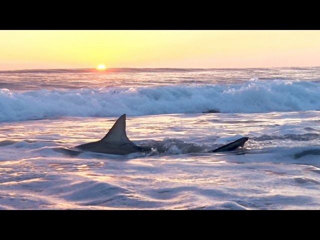 Shark Fishing with Lures from the Beach 