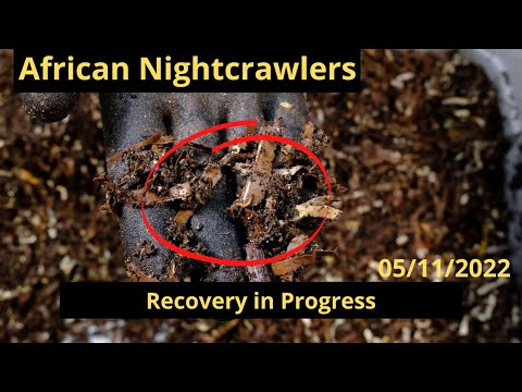 African Nightcrawlers - Recovery in Progress 5/11/2022